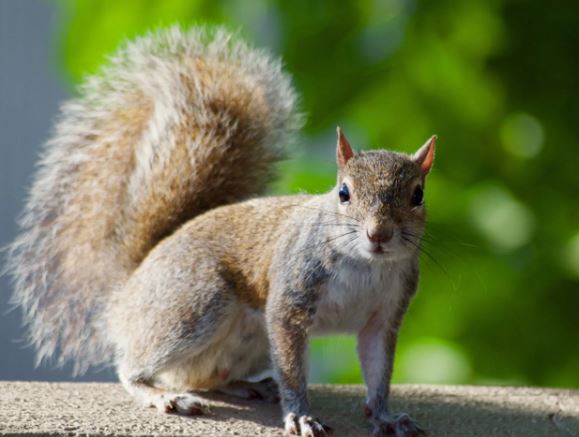 SquirrelControlServices: Comprehensive Solutions for Squirrel-Proofing